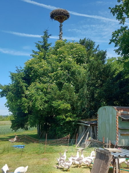 Kehlen_Horst