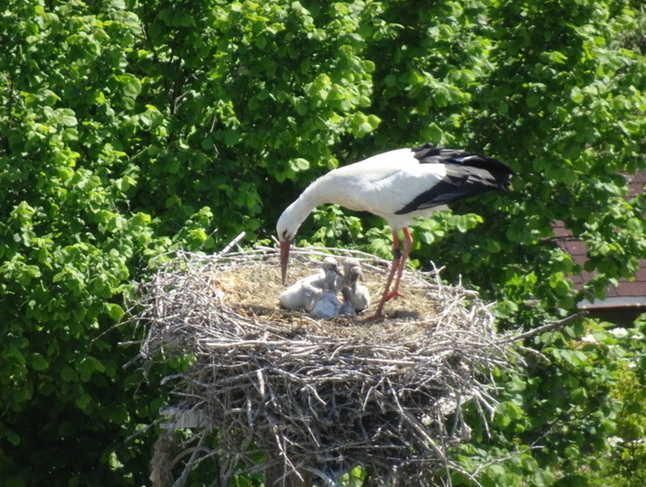 Mochenwangen_Kolpingstrasse